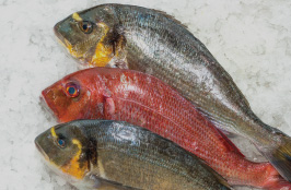Fresh Fish